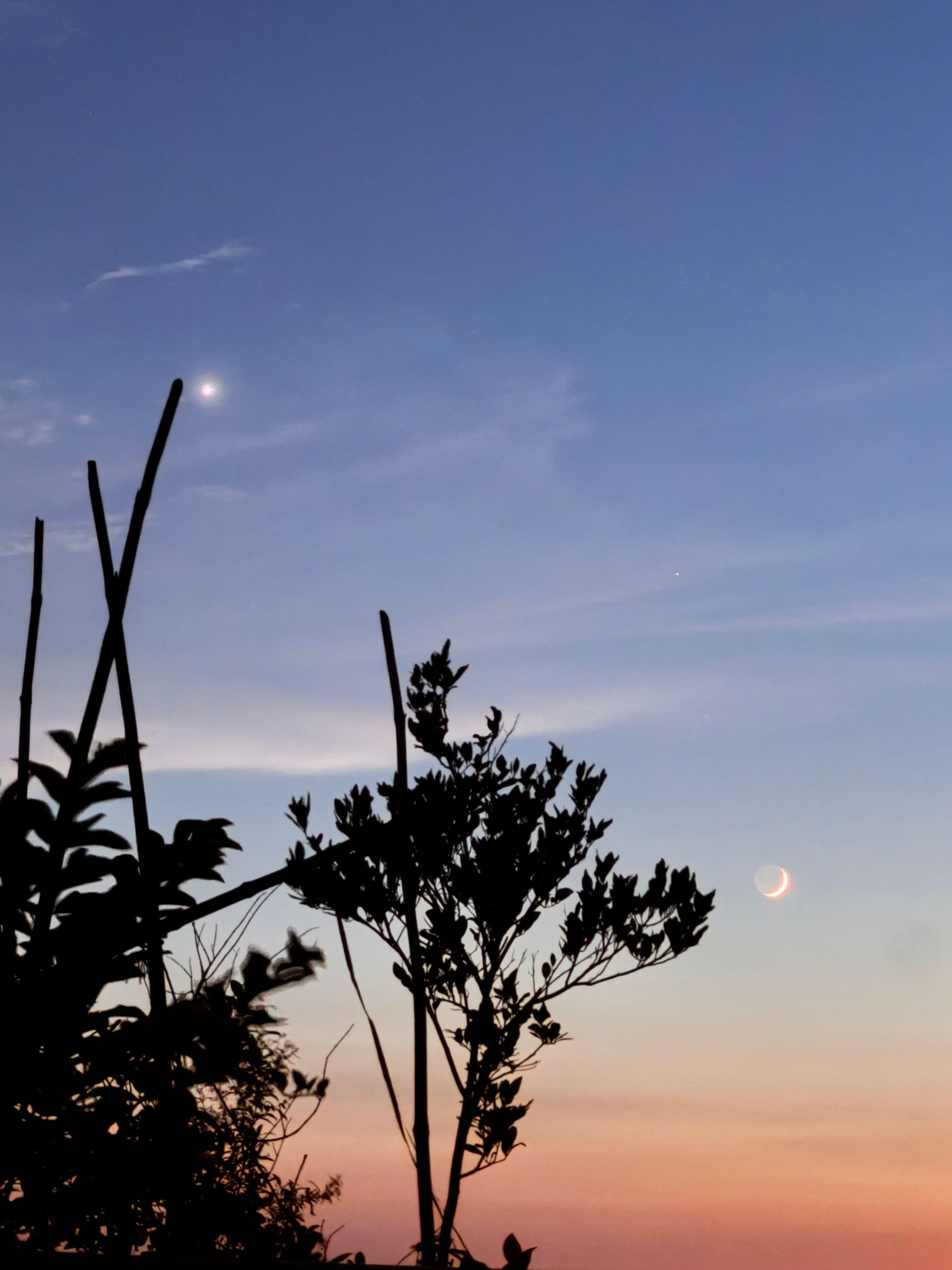 A crescent moon in a twilight sky above silhouetted branches